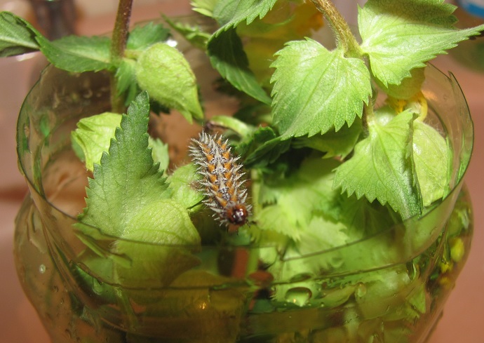 Allevamento di Melitaea didyma su Rhinanthus alectorolophus